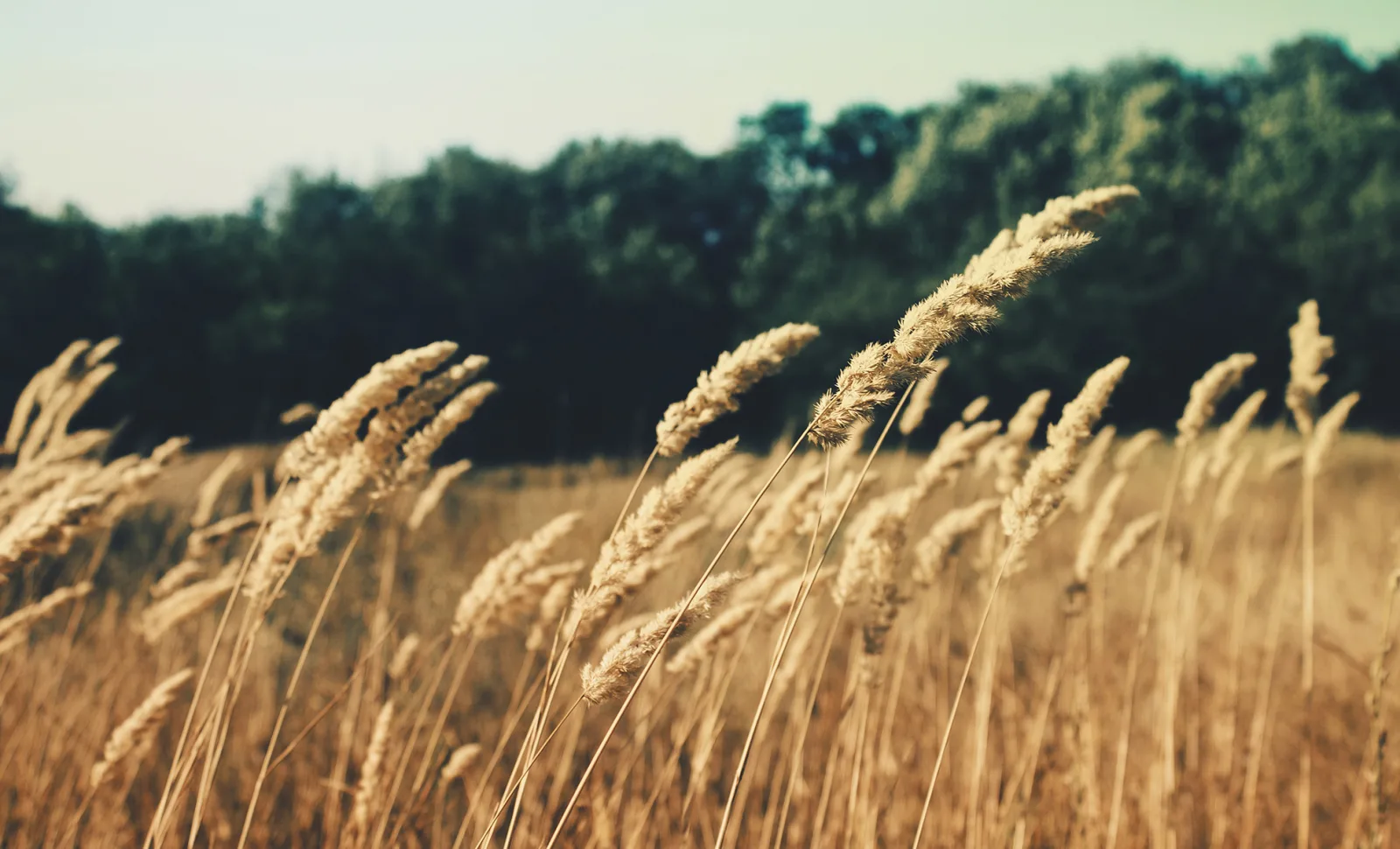 Golden grasses moving in a field