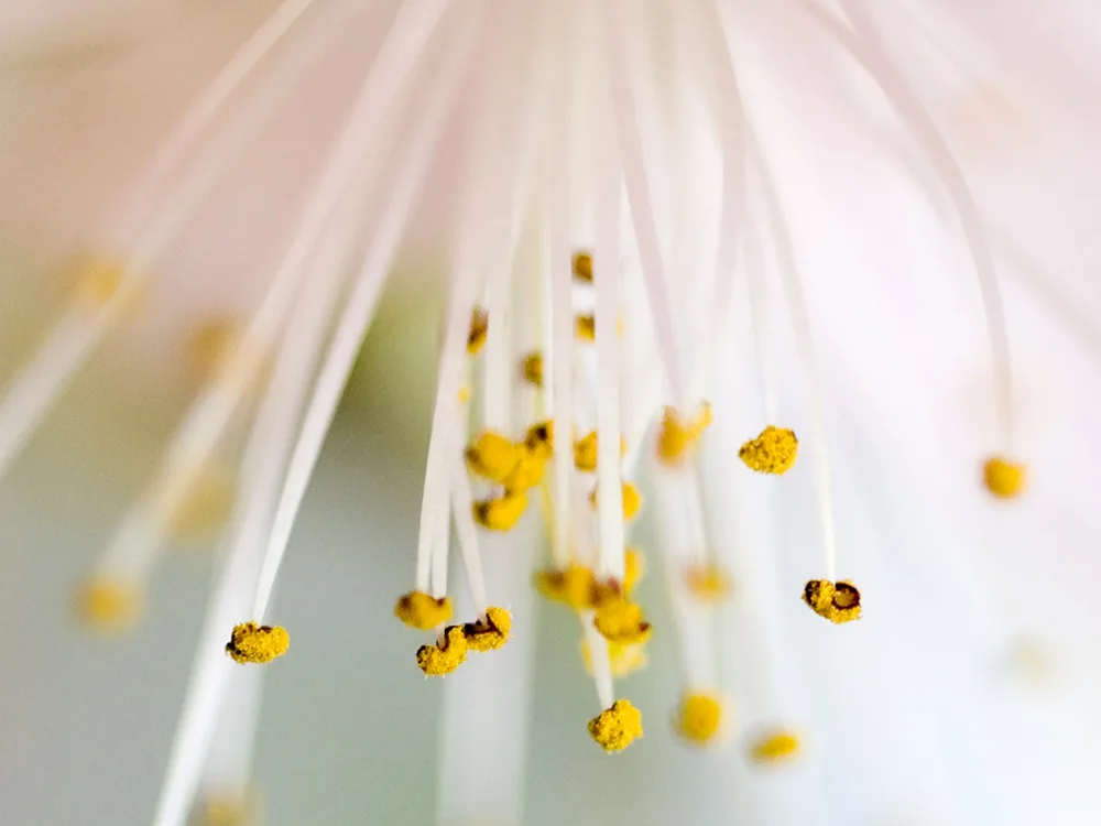 A softly lit flower in bloom